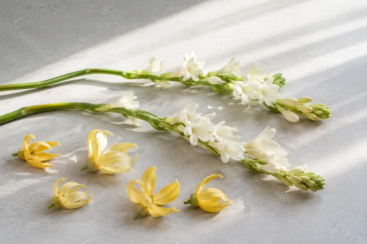Ylang-ylang y nardos del perfume equivalente a Lacoste White