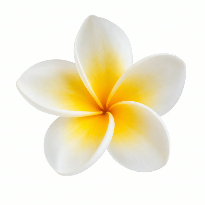 Flor de frangipani o plumeria para perfumes