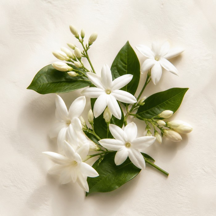 Flores blancas de jazmín de la India con hojas verdes