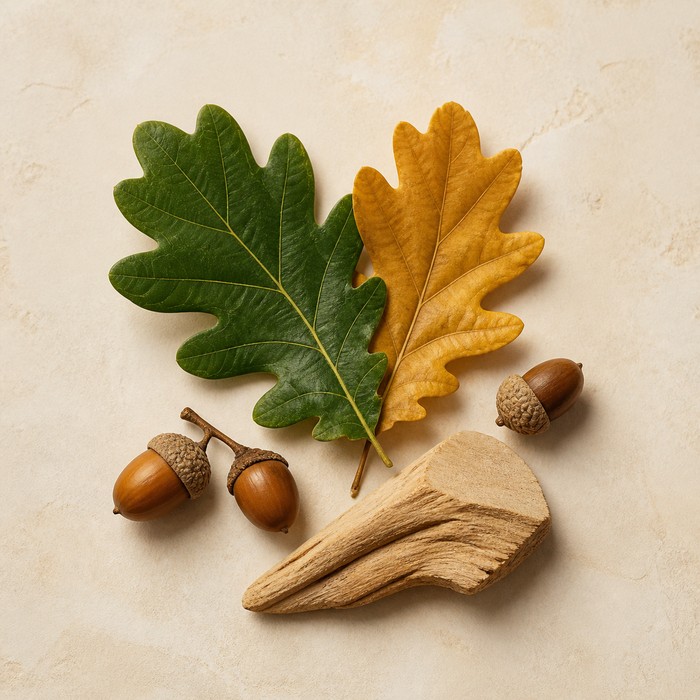 Hojas, bellotas y madera natural de roble