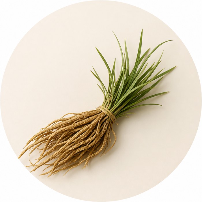 Raíces y hojas de vetiver de Tahití para perfumes amaderados