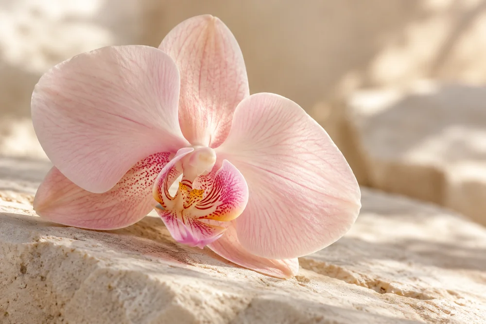 Orquídea rosa sobre piedra clara con luz suave